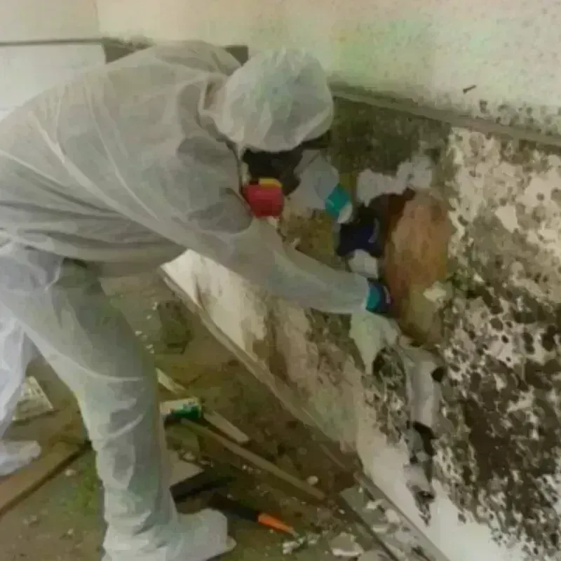 Mold Remediation and Removal in York, NE